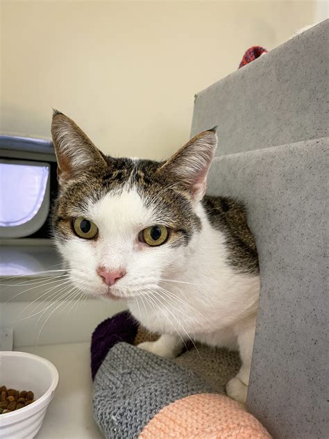 rspca east grinstead|Sussex North & Brighton Branch .